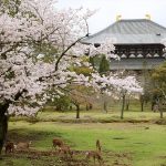 The spirit of sake is enshrined at Nara