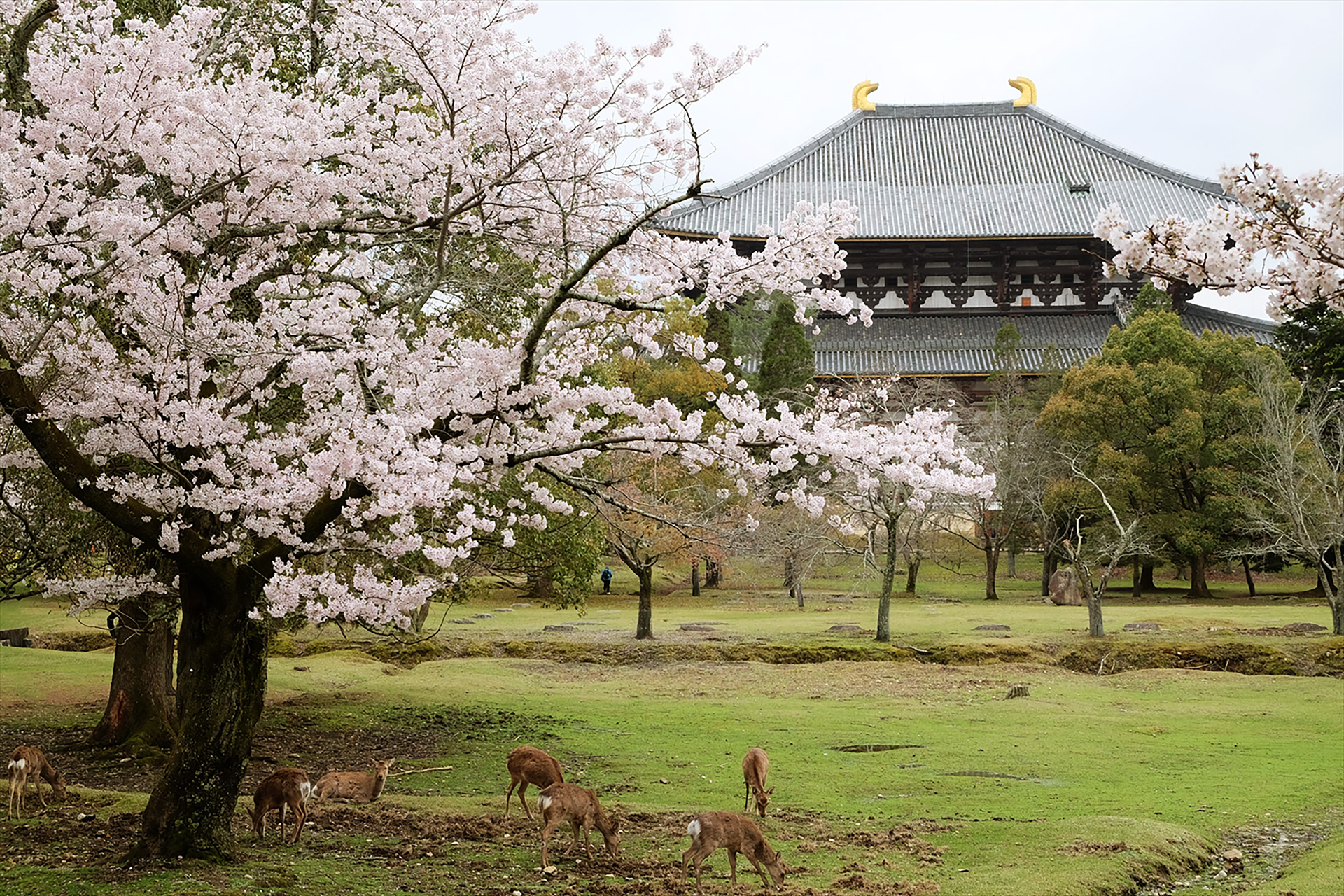The spirit of sake is enshrined at Nara